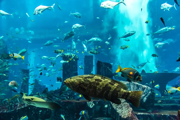 Aquarium tropische vissen op een koraal rif — Stockfoto