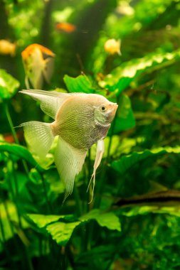 Tropikal balık PTEROPHYLUM Scalare