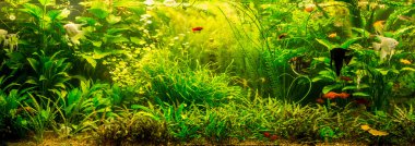 ttropical tatlı su Akvaryum balıkları ile