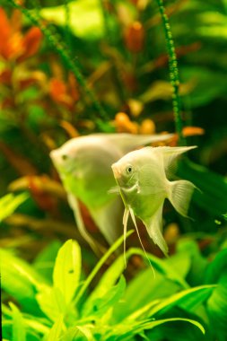Tropikal balık PTEROPHYLUM Scalare