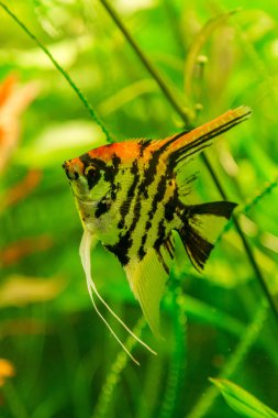Tropikal balık PTEROPHYLUM Scalare