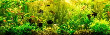 ttropical tatlı su Akvaryum balıkları ile