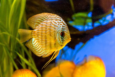 symphysodon discus spieces tropikal balık akvaryum