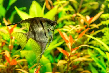 Tropikal balık PTEROPHYLUM Scalare
