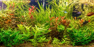 ttropical tatlı su Akvaryum balıkları ile