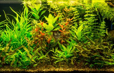 ttropical tatlı su Akvaryum balıkları ile