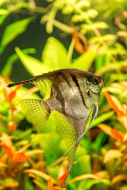 Tropical fish PTEROPHYLLUM SCALARE clipart