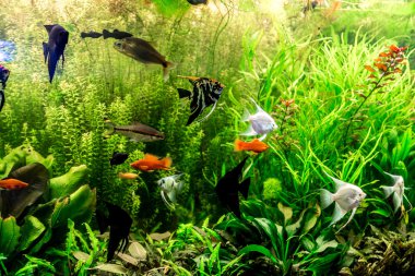 Ttropical freshwater aquarium with fishes clipart