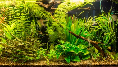 ttropical tatlı su Akvaryum balıkları ile
