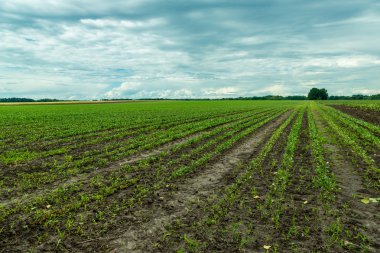 kırmızı pancar alan