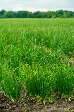 soğan ile tarım alanı