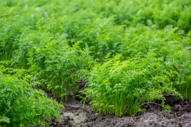 Yazın tarlada yetişen havuçlar.