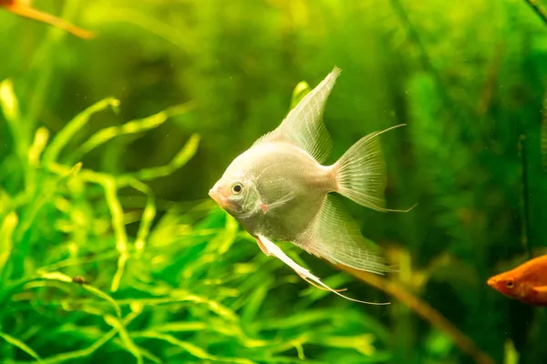 Tropiska fiskar PTEROPHYLLUM SCALARE — Stockfoto