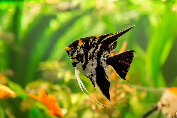 Peixes tropicais PTEROPHYLLUM SCALARE — Fotografia de Stock