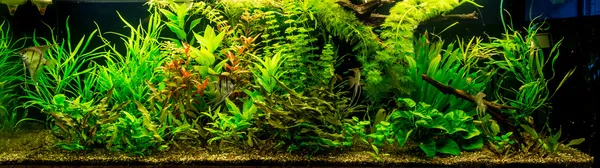 Acquario d'acqua dolce tropicale con pesci — Foto Stock