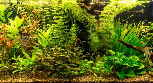 Ttropical sötvatten akvarium med fiskar — Stockfoto