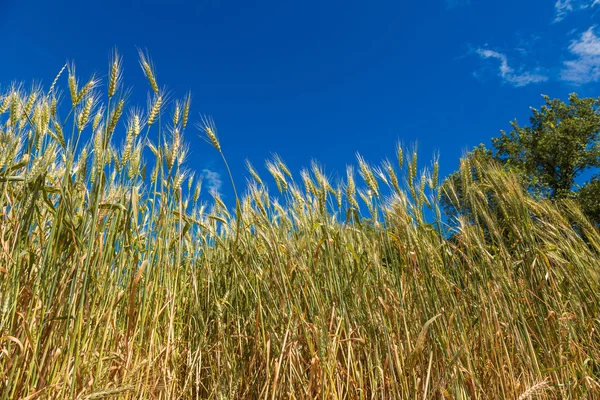 A wheat field, fresh crop of wheat — Stock Photo, Image