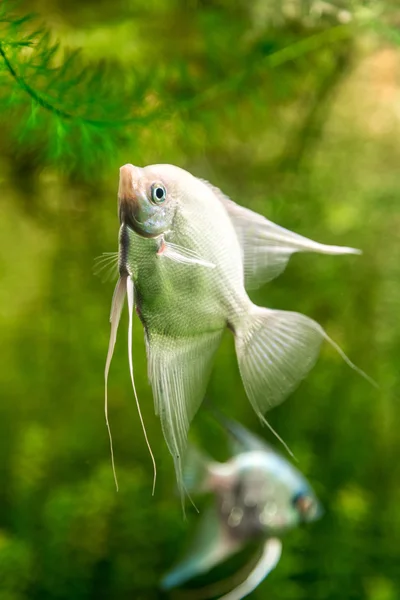 Tropical fish PTEROPHYLLUM SCALARE — Stock Photo, Image