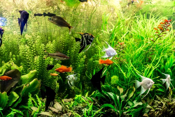 Ttropical sladkovodní akvárium s rybami — Stock fotografie