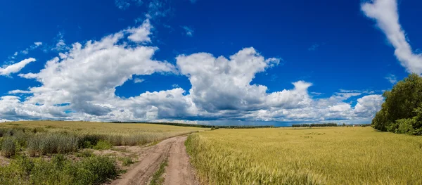 Пшеничное поле, свежая пшеница — стоковое фото