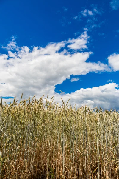 A wheat field, fresh crop of wheat — Stock Photo, Image