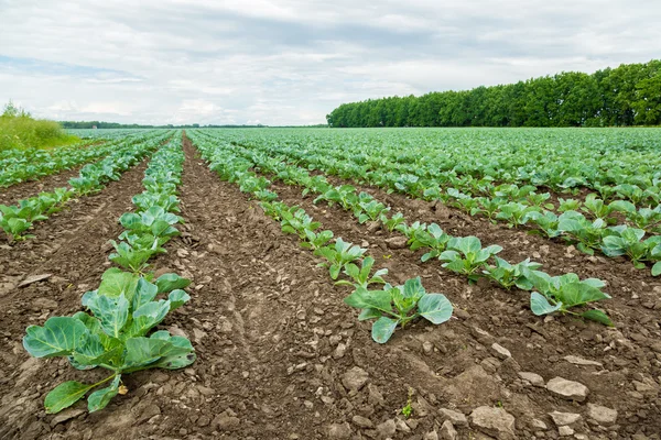 Cabbage field — Stock Photo, Image