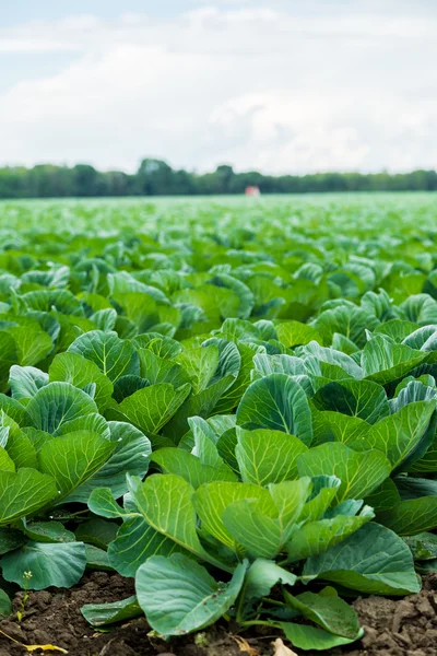 Cabbage field — Stock Photo, Image