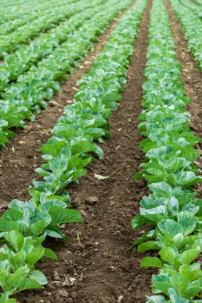 Cabbage field — Stock Photo, Image