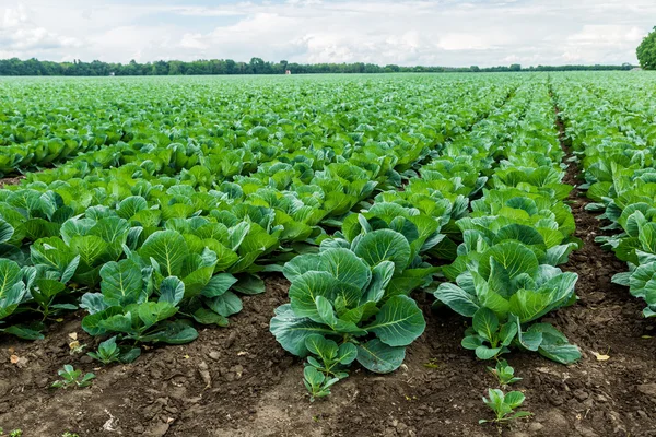 Cabbage field — Stock Photo, Image