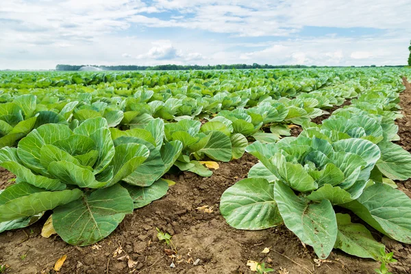 Cabbage field — Stock Photo, Image