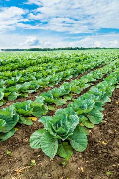 Cabbage field — Stock Photo, Image