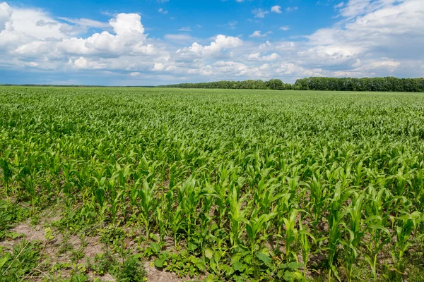 Green corn field — Stock Photo, Image