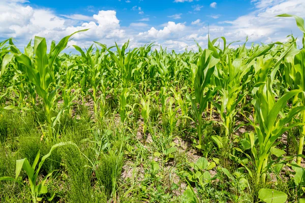 Green corn field — Stock Photo, Image