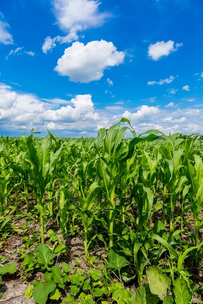 Zöld kukoricamező — Stock Fotó