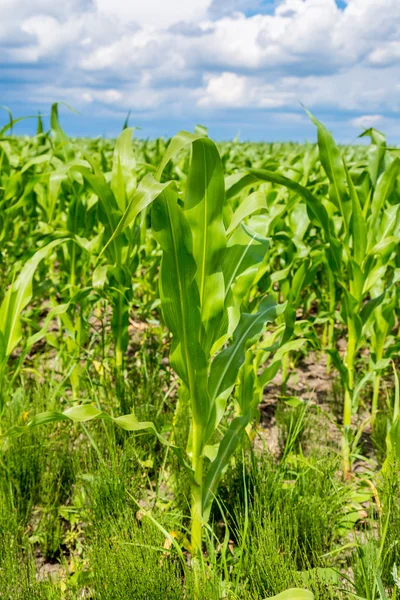 Green corn field — Stock Photo, Image