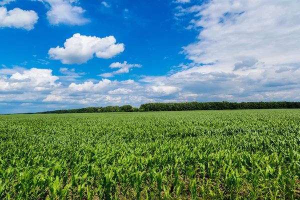 Campo de maíz verde —  Fotos de Stock