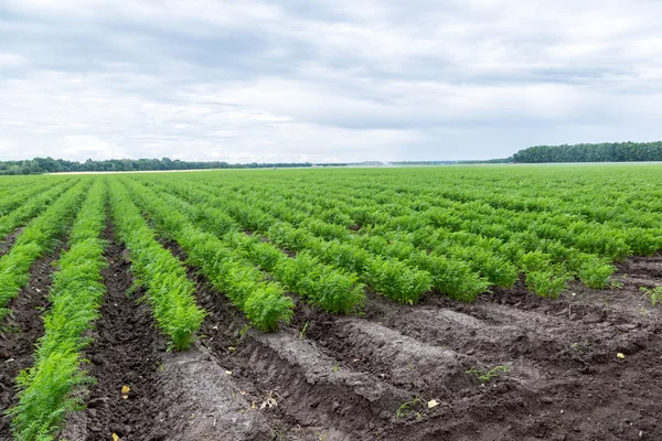 Carrots growing on a field in summer — Stock Photo, Image