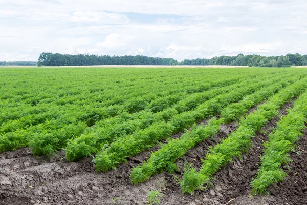 Carrots growing on a field in summer — Stock Photo, Image