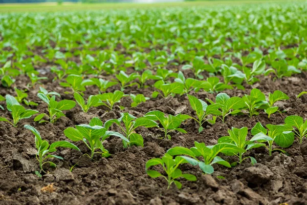 Cabbage field — Stock Photo, Image