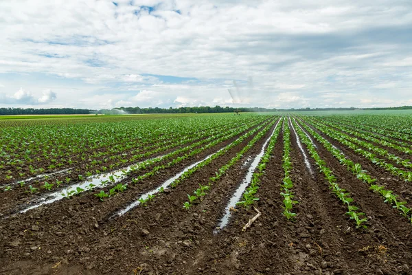 Cabbage field — Stock Photo, Image