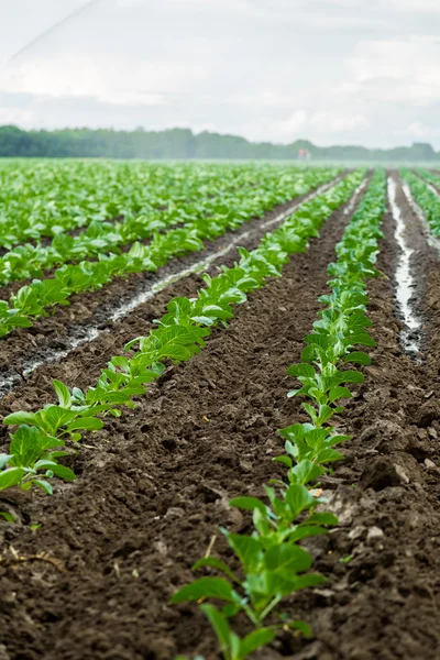 Cabbage field — Stock Photo, Image