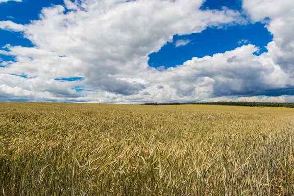 Um campo de trigo, colheita fresca de trigo — Fotografia de Stock