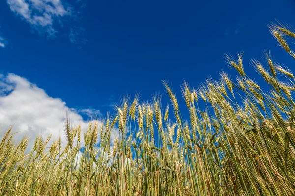 A wheat field, fresh crop of wheat — Stock Photo, Image