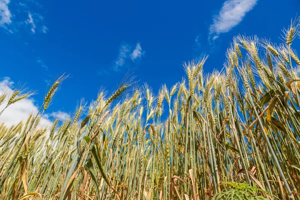 A wheat field, fresh crop of wheat — Stock Photo, Image