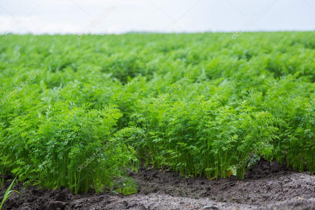 Carrots growing on a field in summer
