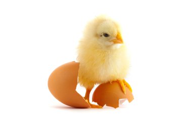 The yellow small chick clipart