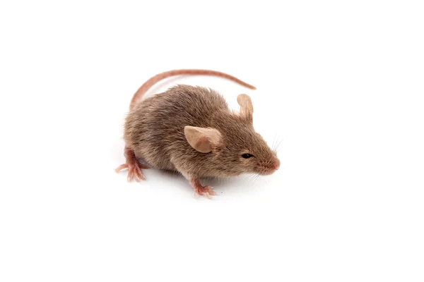 Kleine muis — Stockfoto