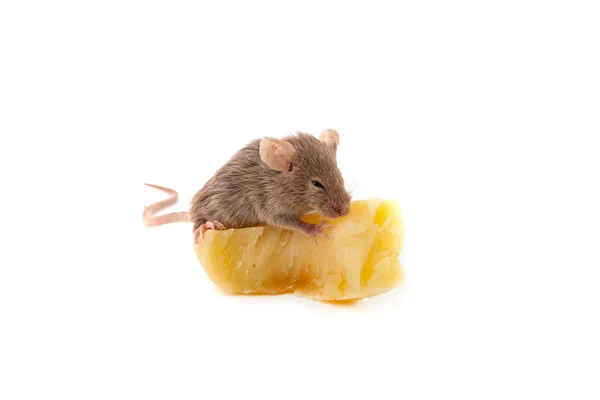 老鼠和奶酪 — 图库照片