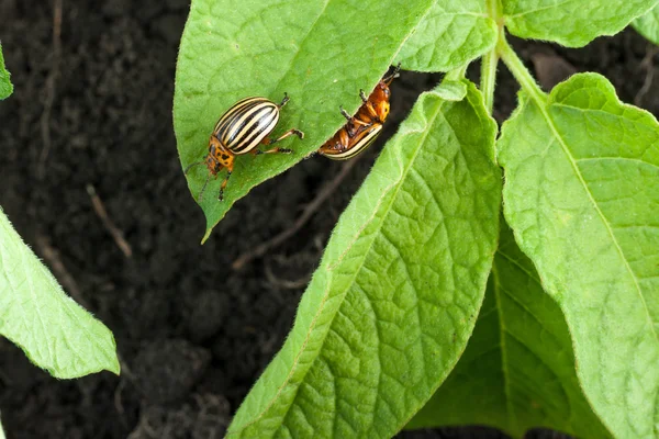 Colorado potato beetle — Stock Photo, Image
