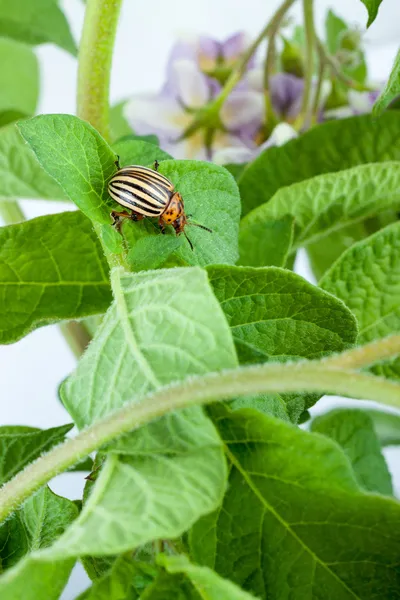 Colorado aardappel kever — Stockfoto